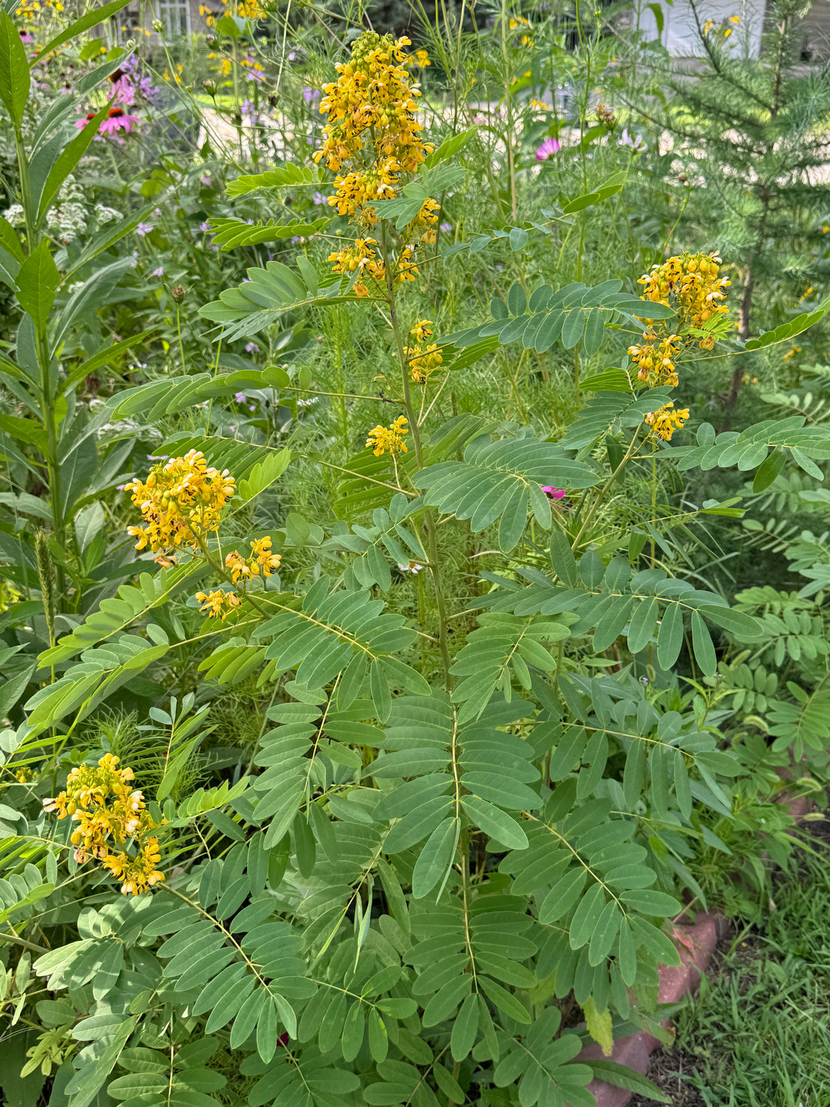 Wild Senna (Senna hebecarpa)