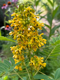 Wild Senna (Senna hebecarpa)