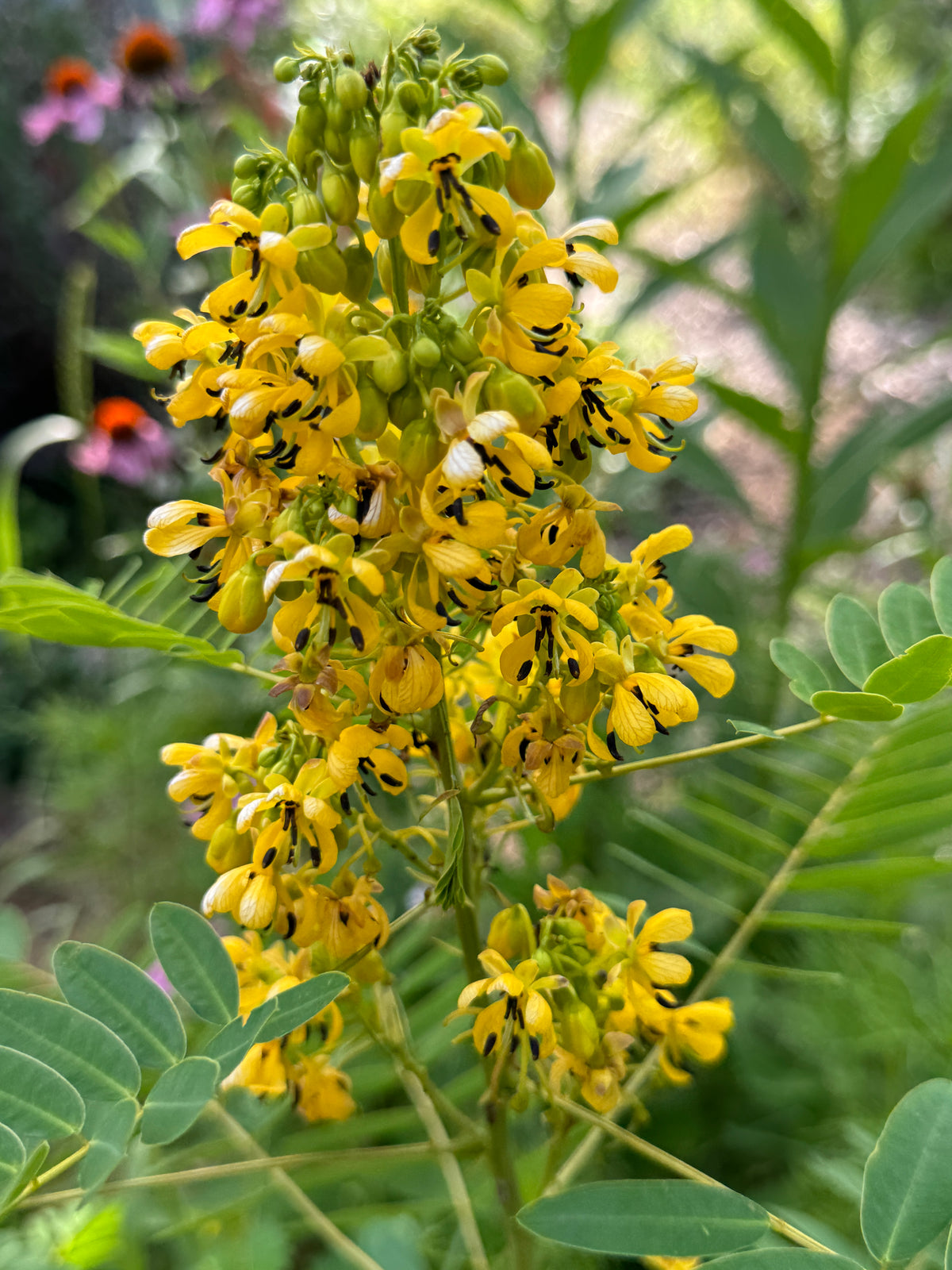 Wild Senna (Senna hebecarpa)