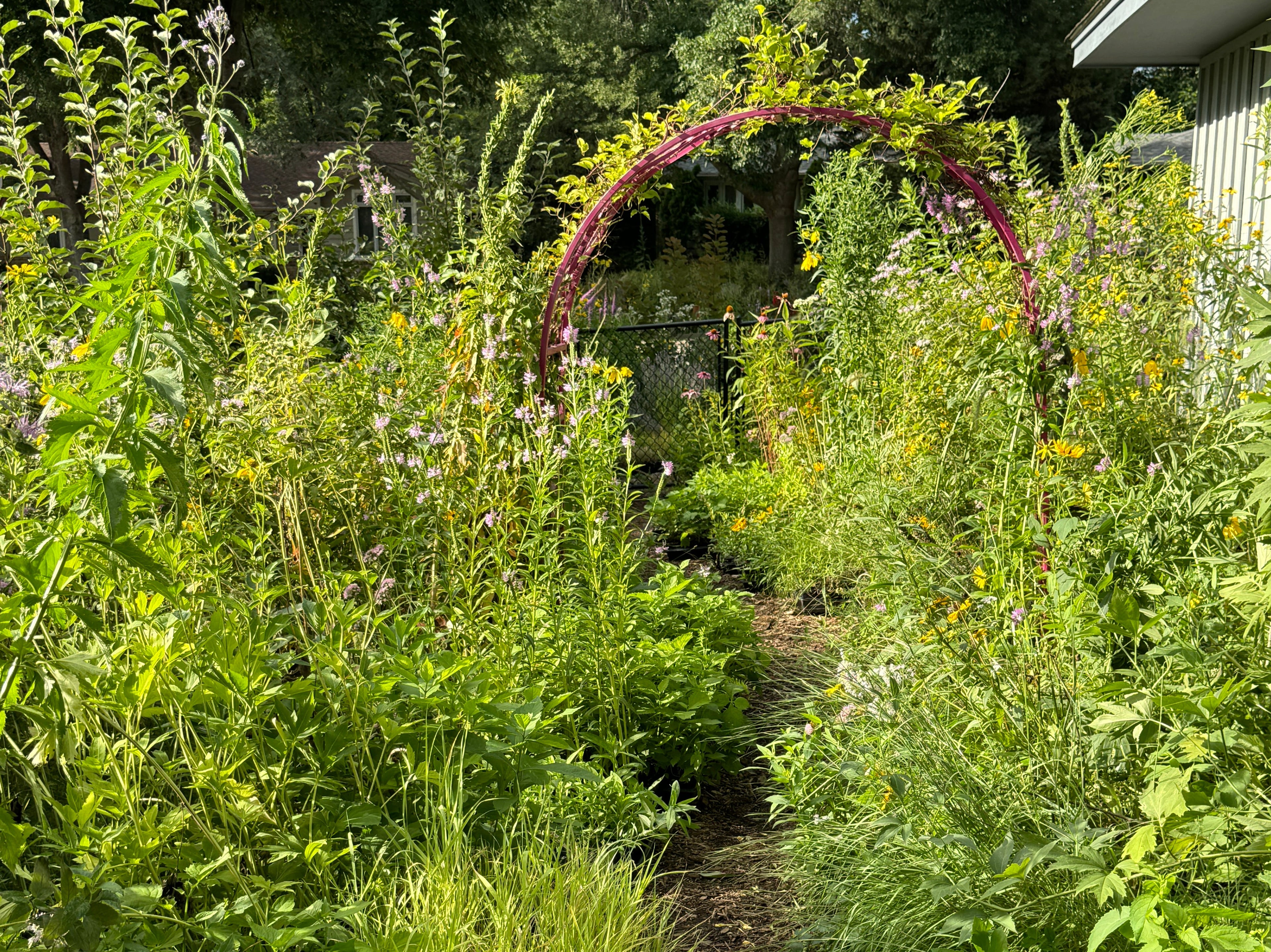 Tangle of green plants and trees with a house partially visible in the background
