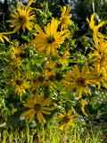 Cup Plant (Silphium Perfoliatum)