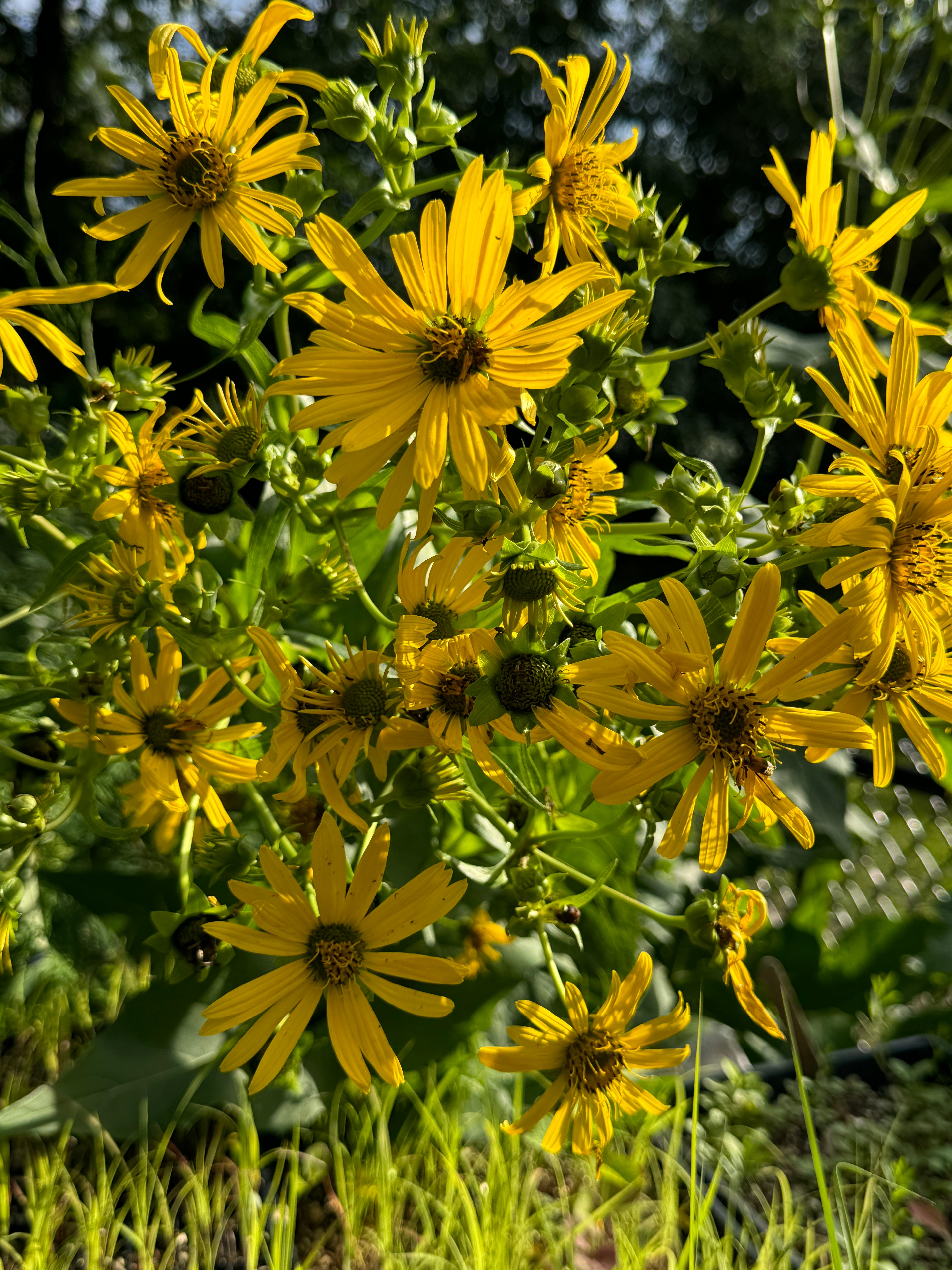 Cup Plant (Silphium Perfoliatum)