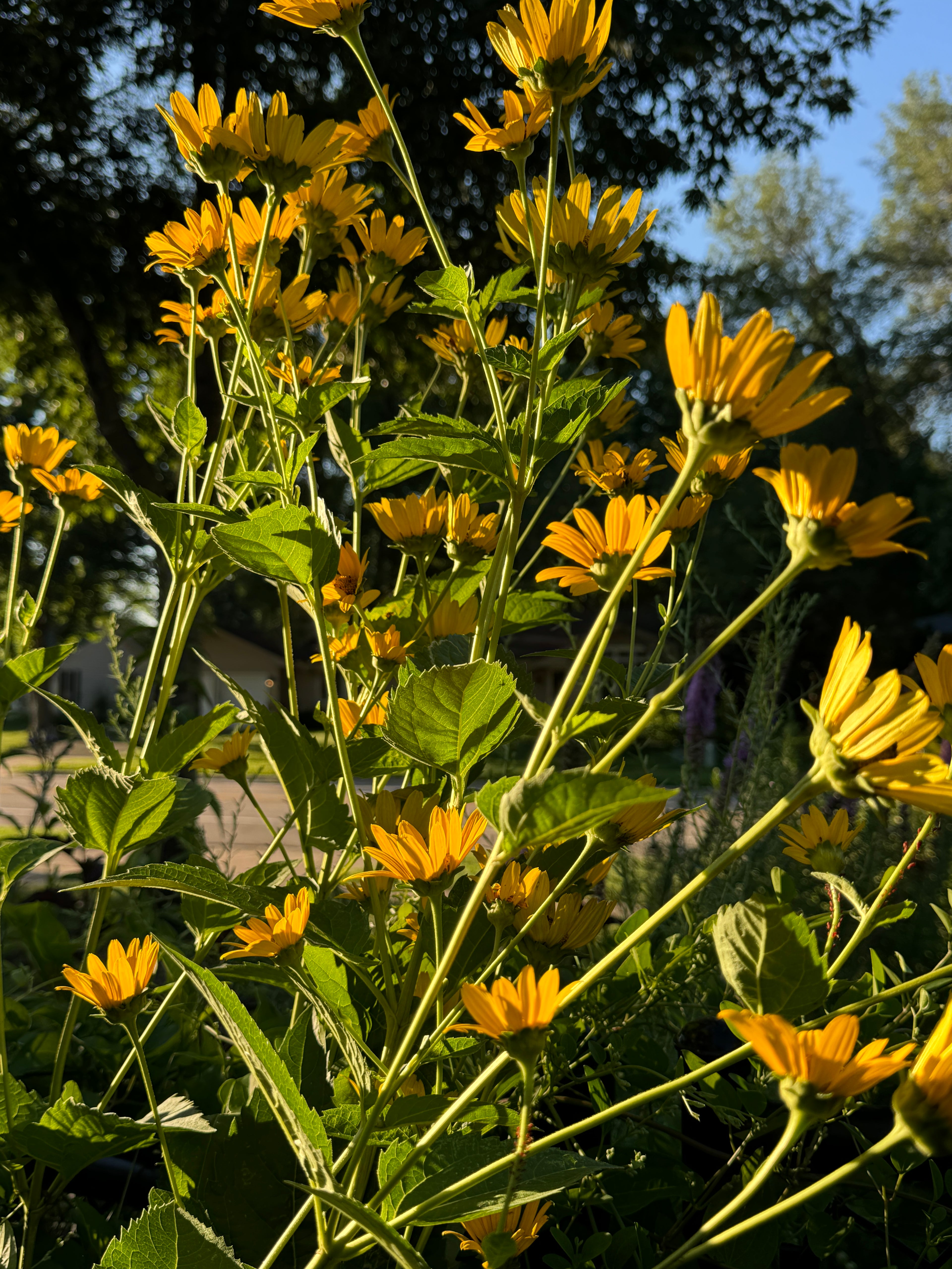 Ox Eye (Heliopsis Helianthoides)