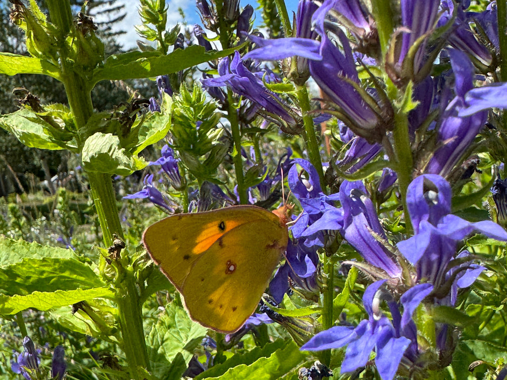 Yellow butterfly on purple flowers with green leaves