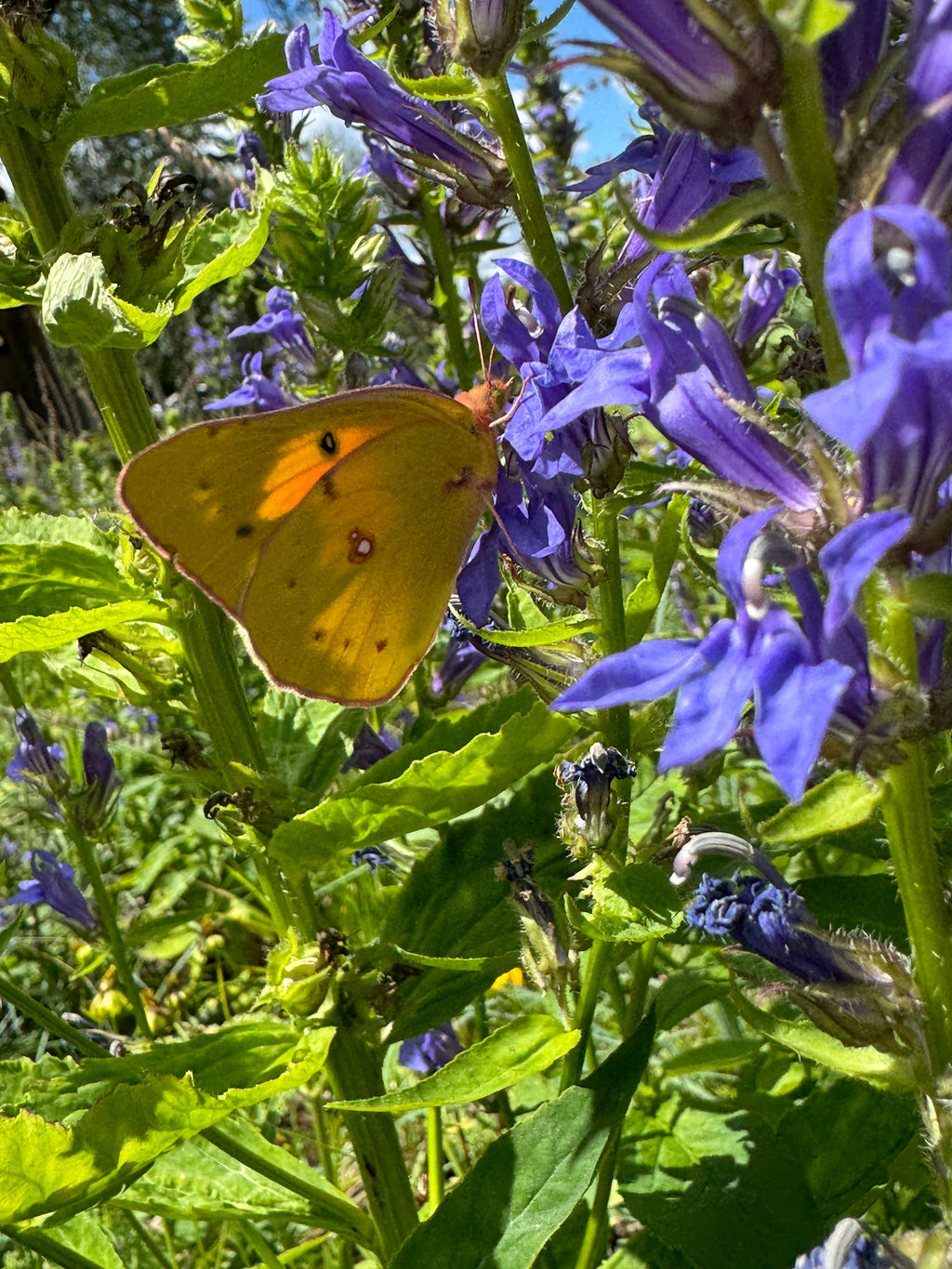 Blue lobelia (Lobelia Siphilitica)