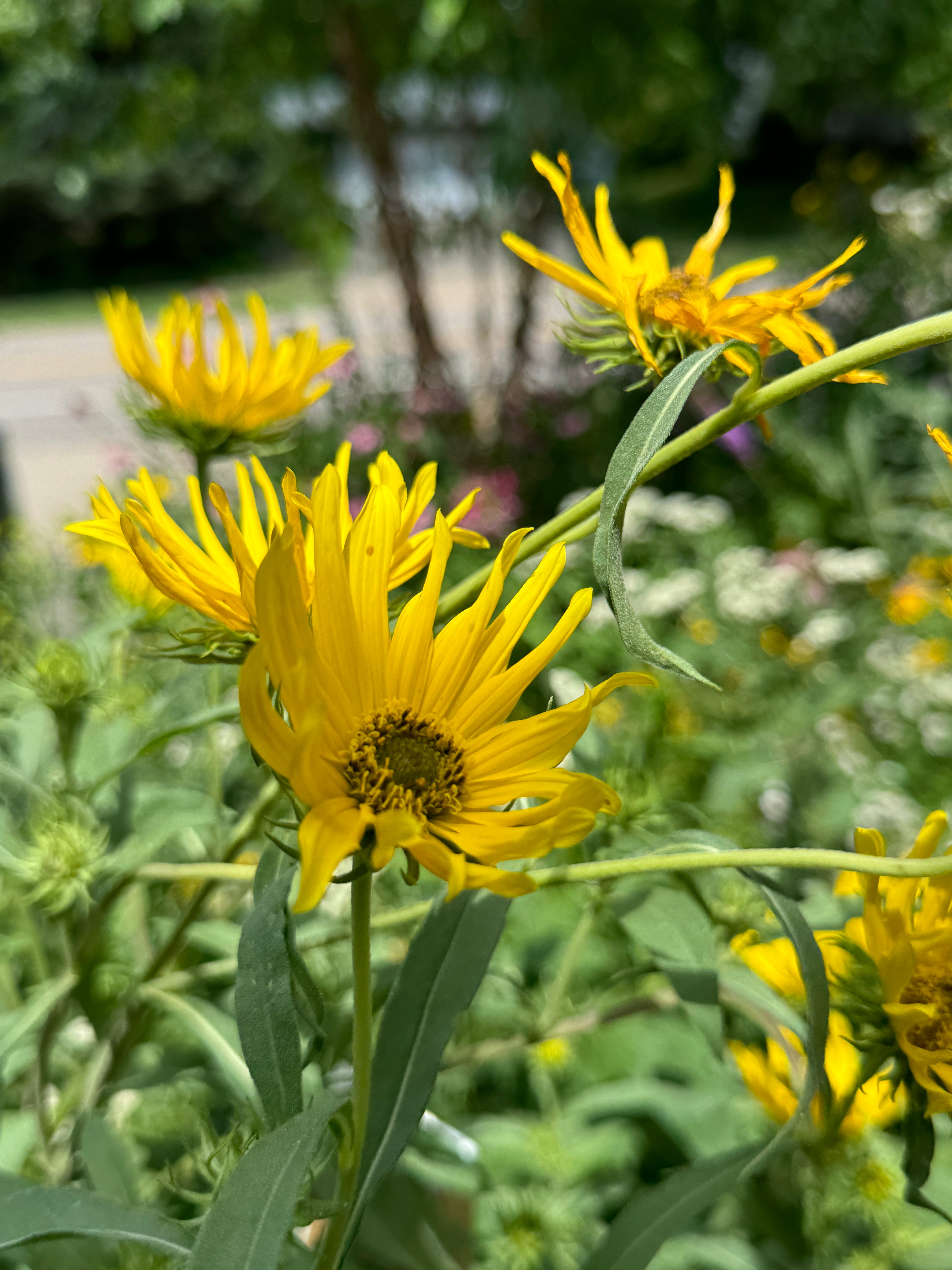Maximilian Sunflower (Helianthus Maximiliani)