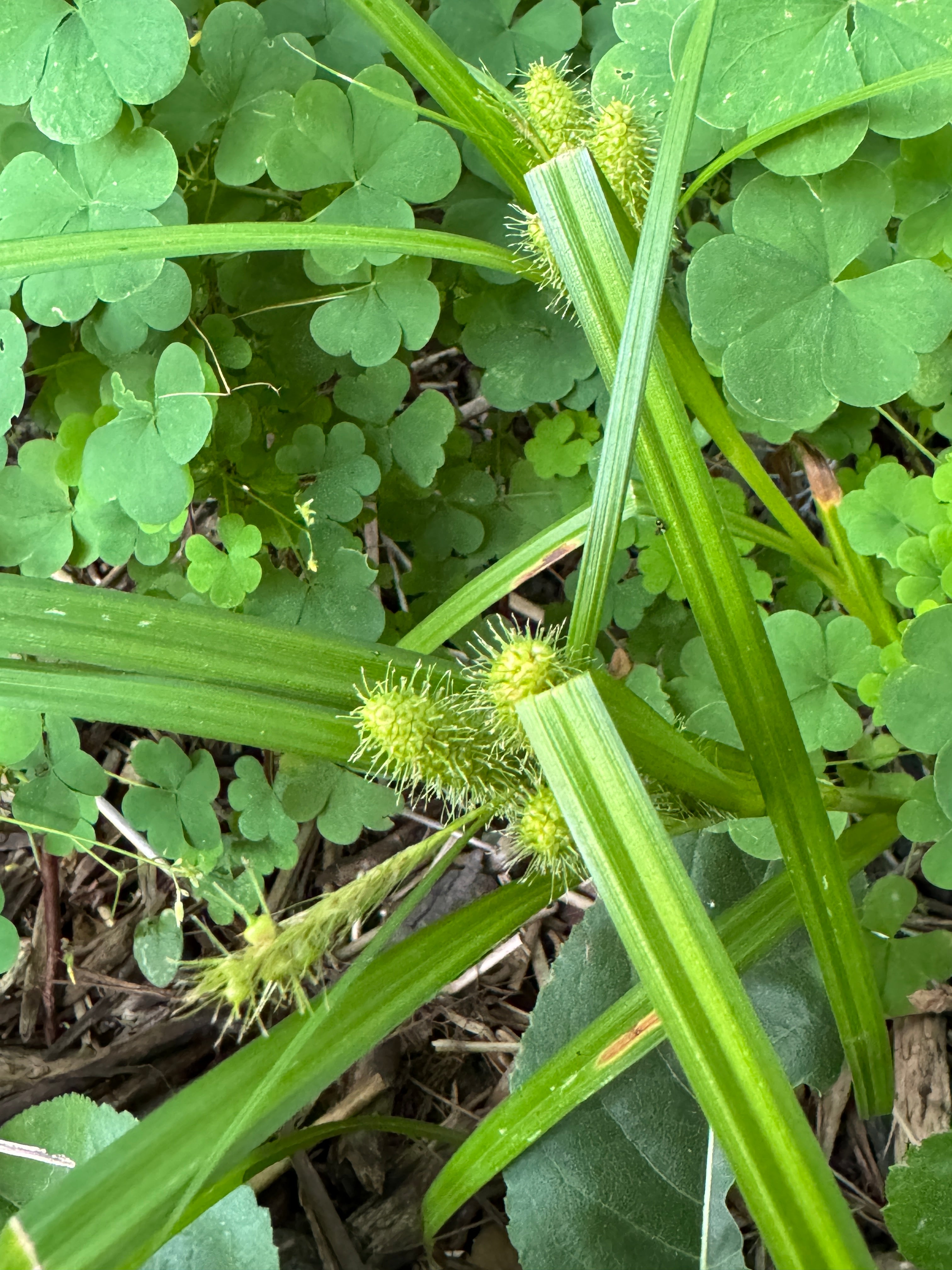 Frank's Sedge (Carex Frankii)