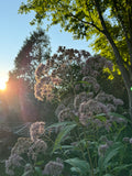Sweet Joe Pye Weed (Eutrochium Purpureum)