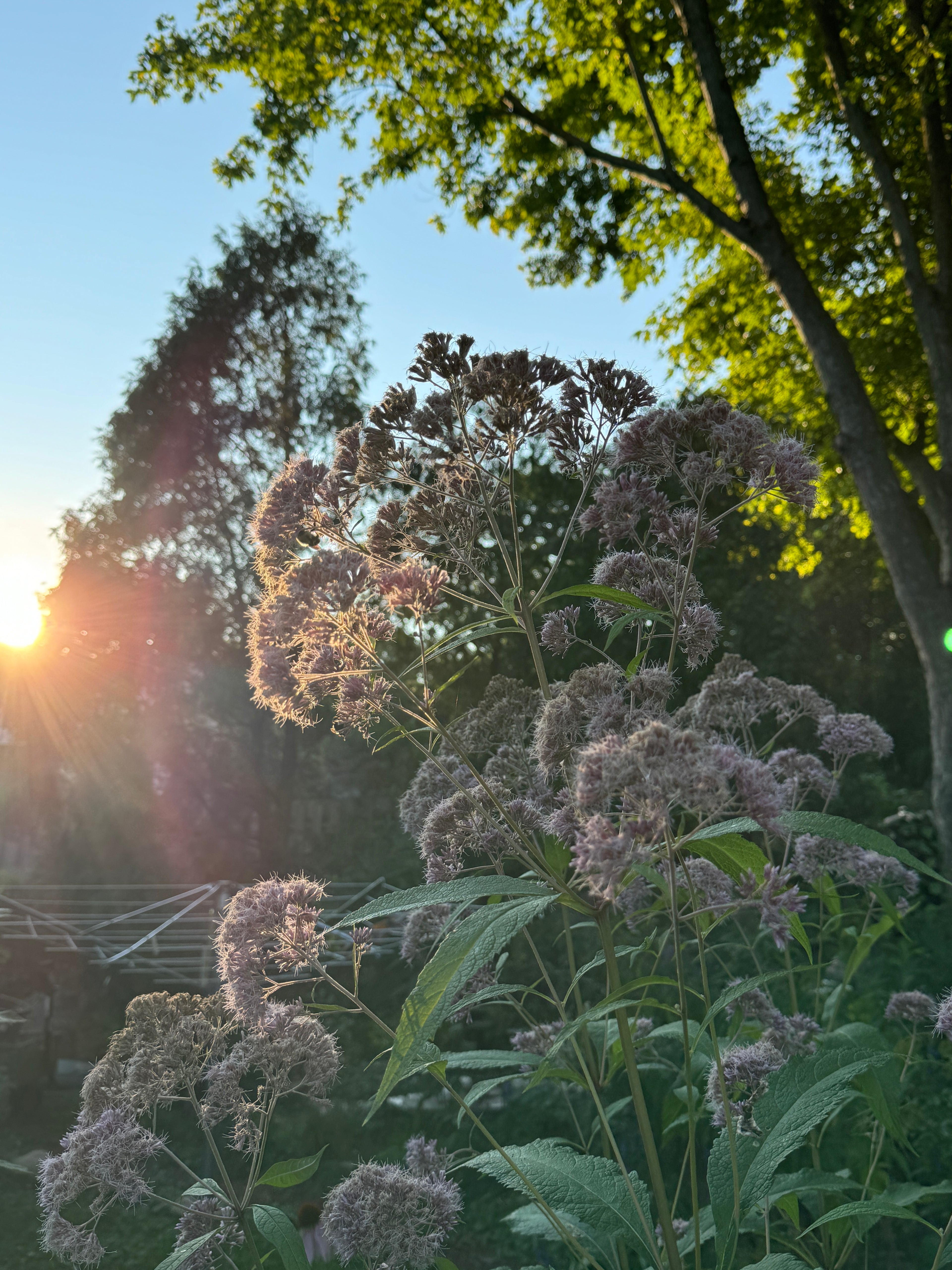Sweet Joe Pye Weed (Eutrochium Purpureum)