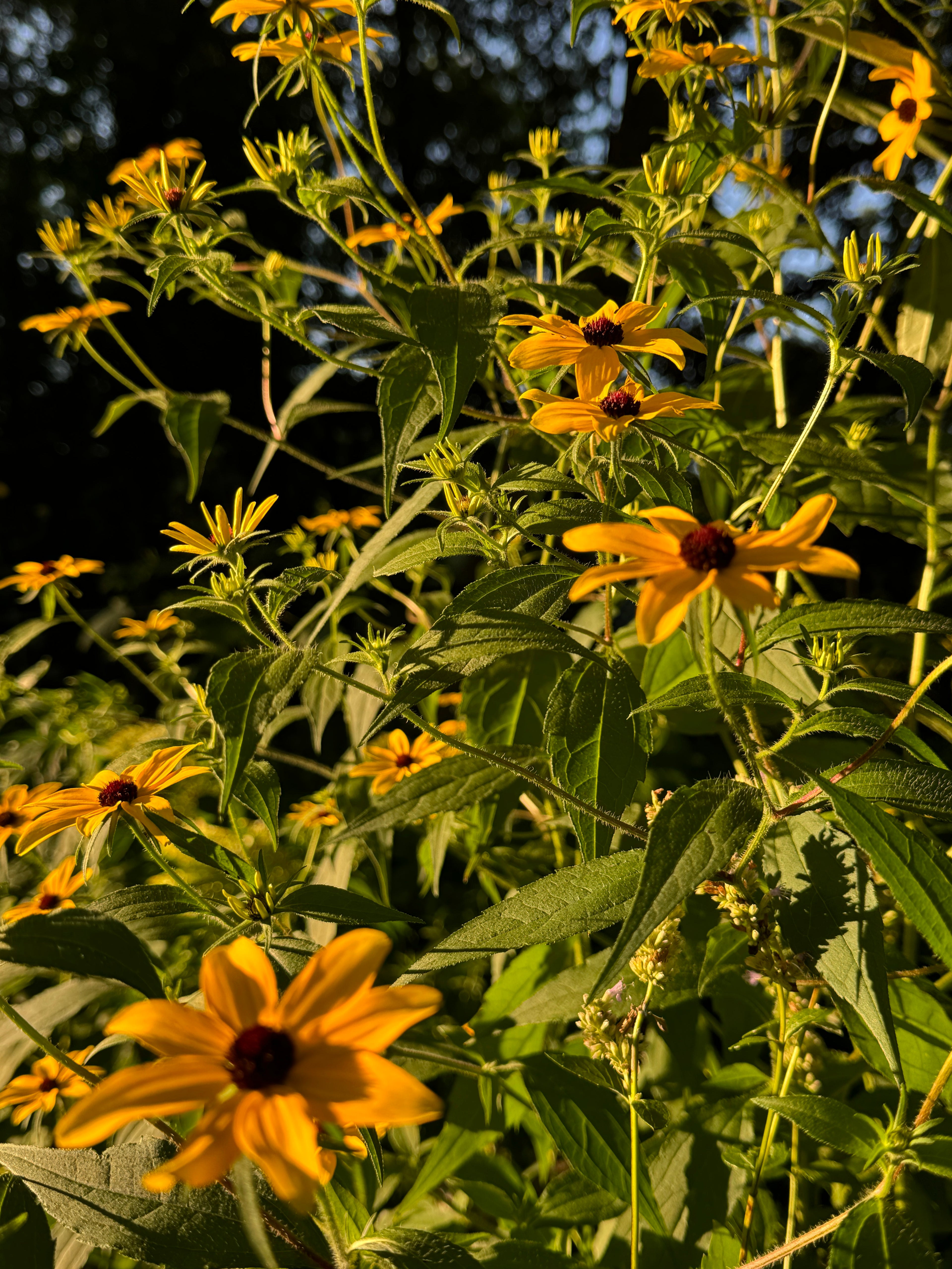 Brown-eyed Susan (Rudbeckia Triloba)