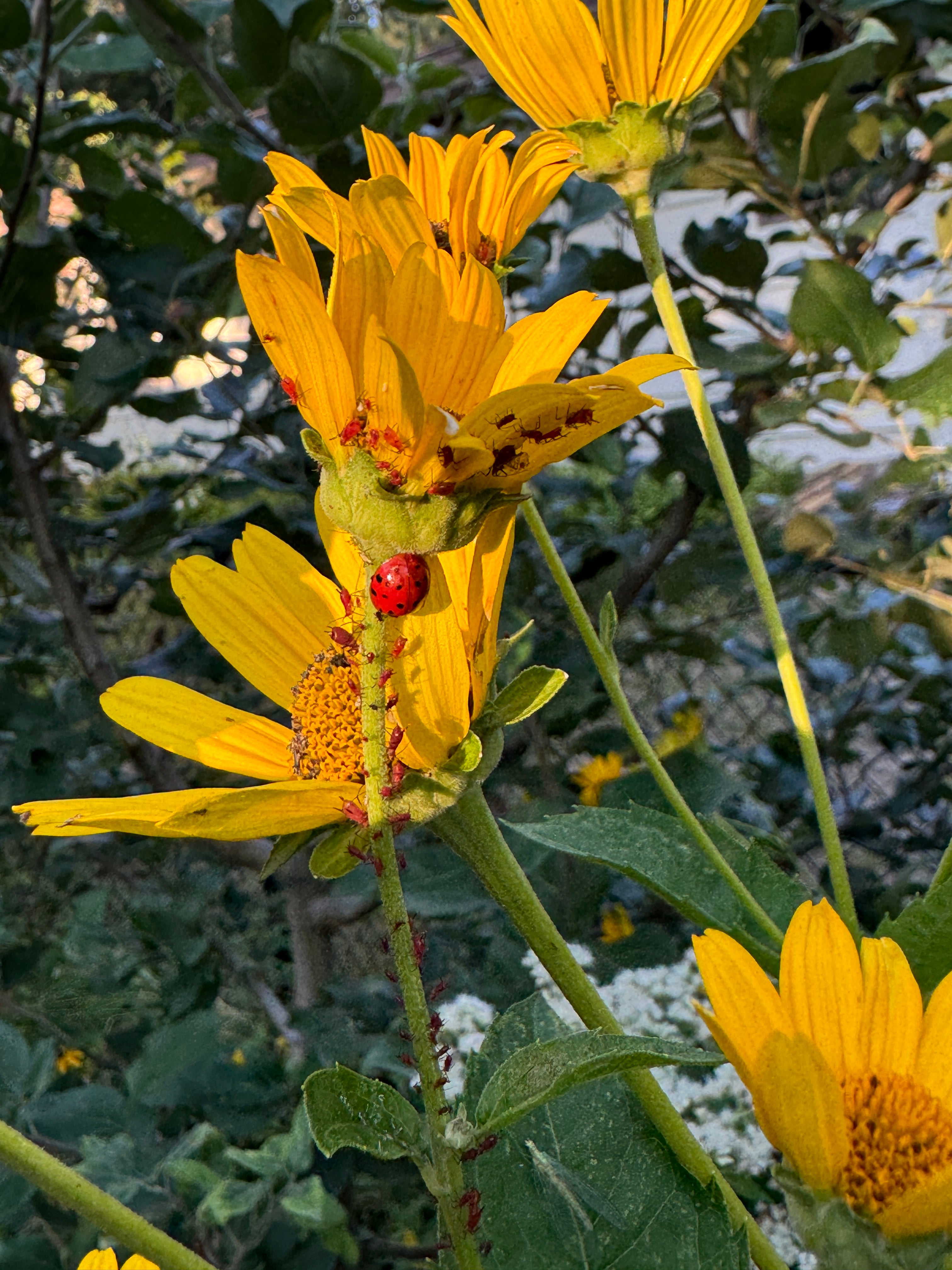 Ox Eye (Heliopsis Helianthoides)
