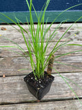 Tussock Sedge (Carex Stricta)