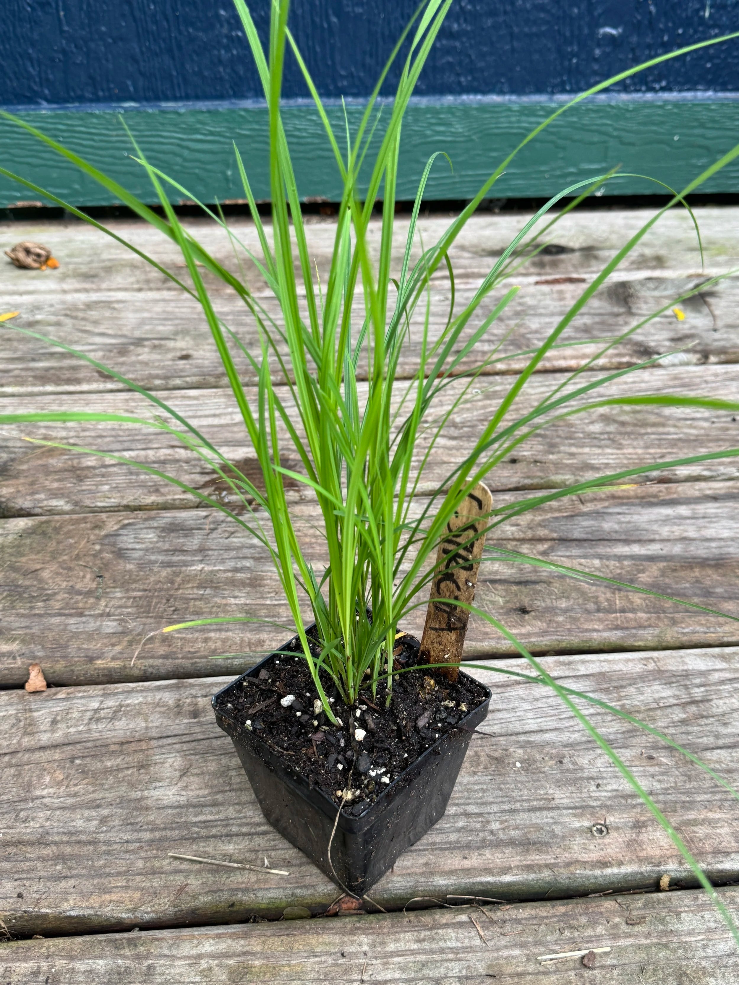 Tussock Sedge (Carex Stricta)