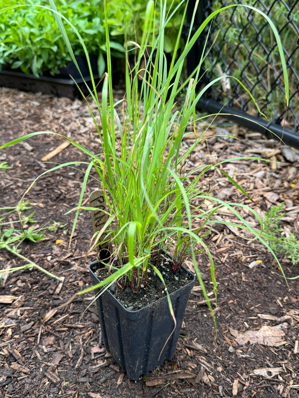 Switchgrass (Panicum Virgatum)
