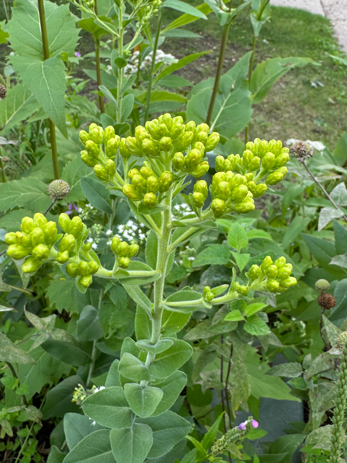Stiff Goldenrod (Solidago Rigida)