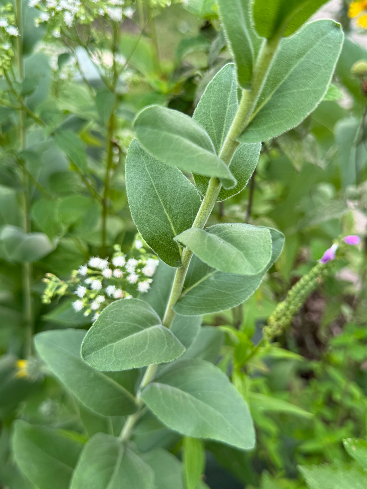Stiff Goldenrod (Solidago Rigida)