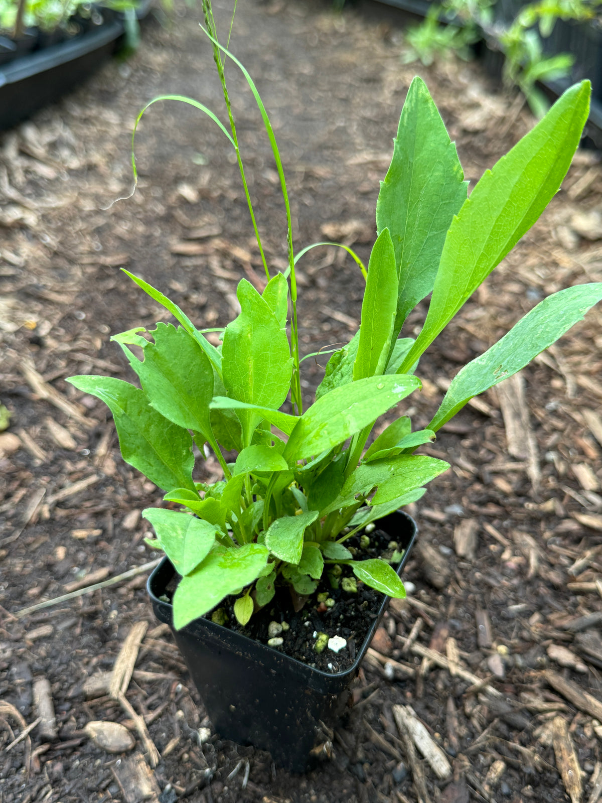 Smooth Aster (Symphyotrichum laeve)
