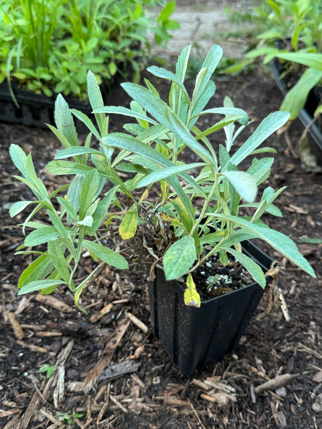 Prairie Sage (Artemisia Ludoviciana)