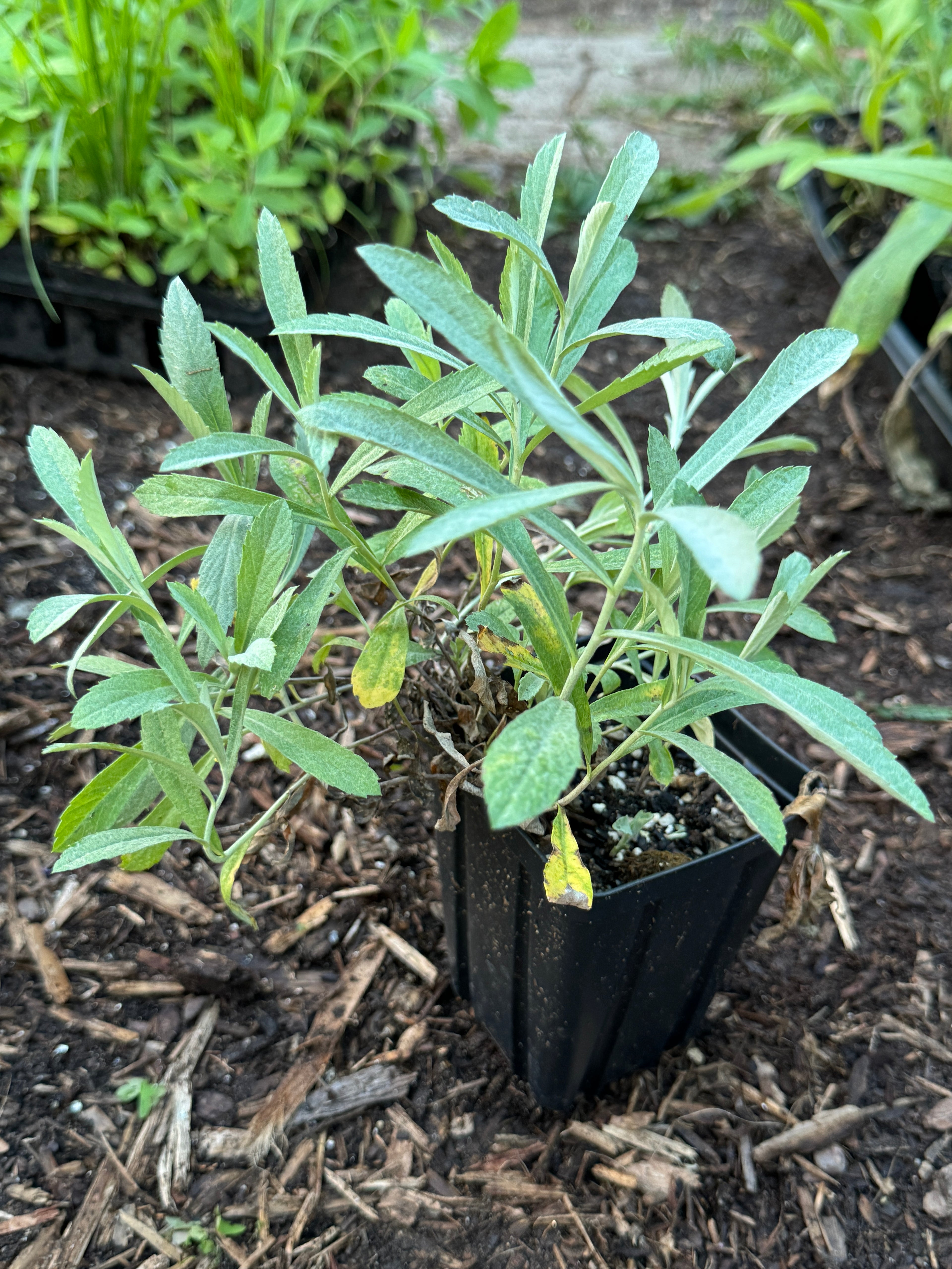 Prairie Sage (Artemisia Ludoviciana)