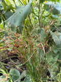 Path Rush (Juncus Tenuis)
