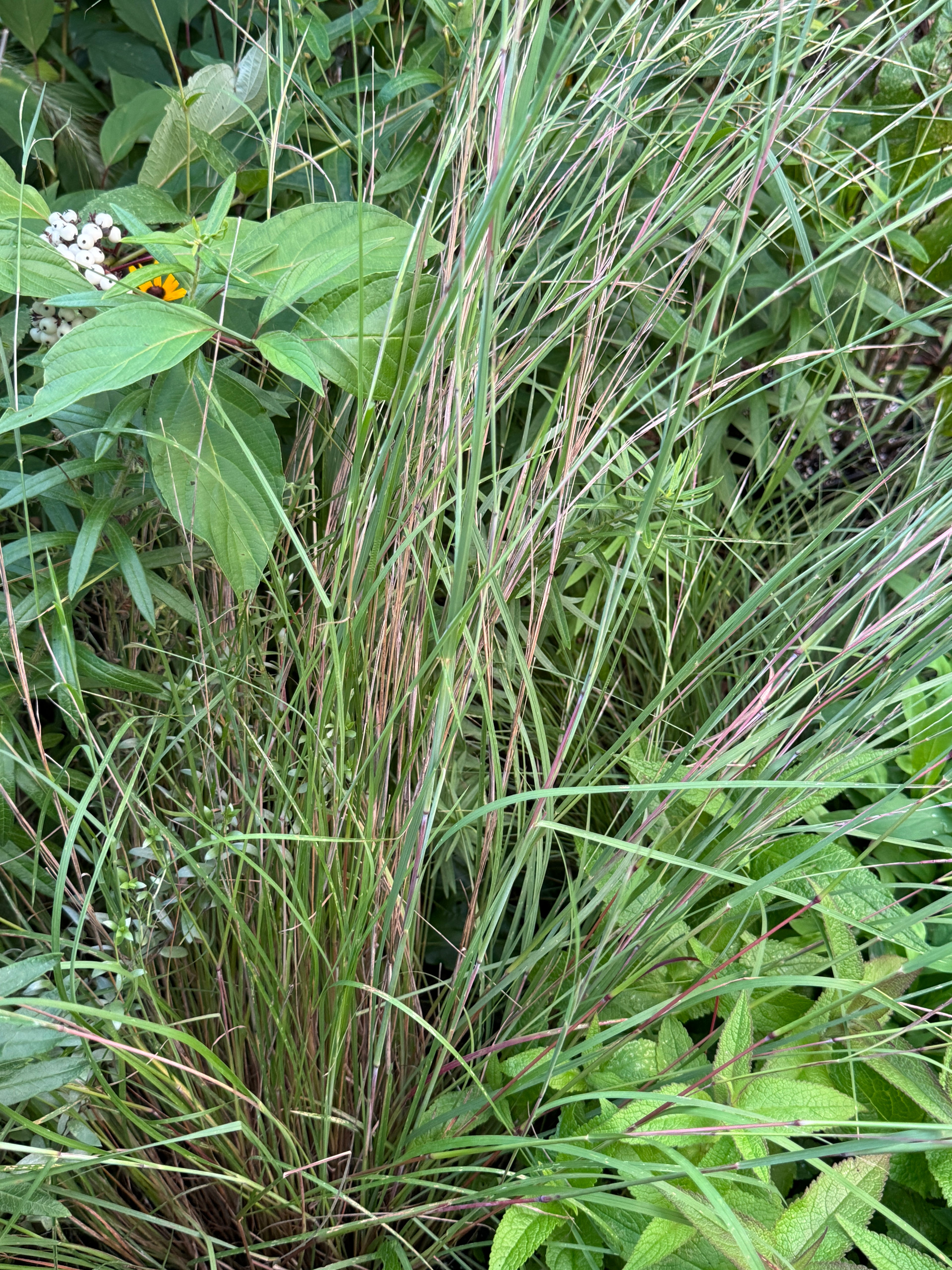 Little Bluestem (Schizachyrium Scoparium)