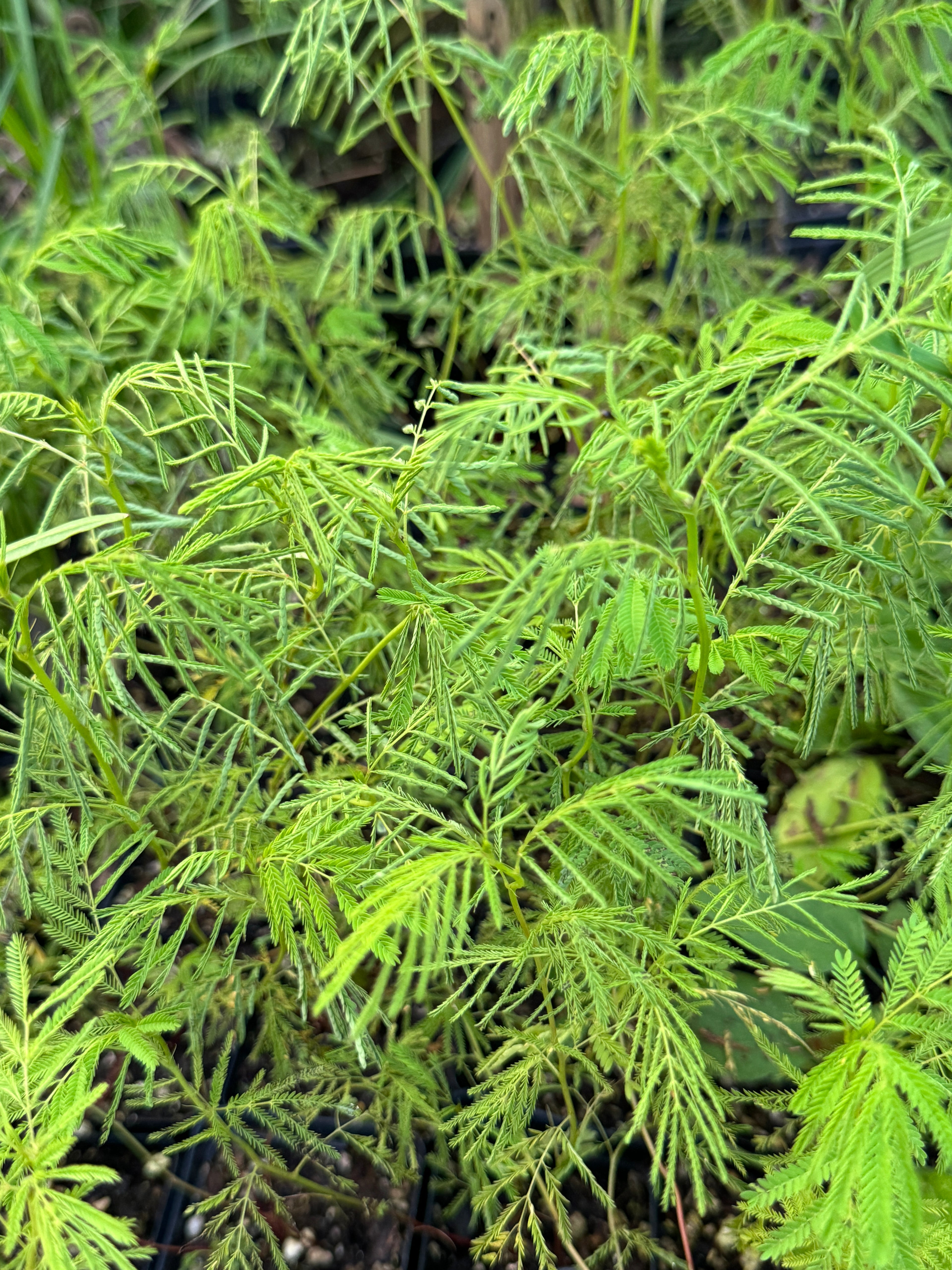 Illinois Bundleflower (Desmanthus Illinoensis)