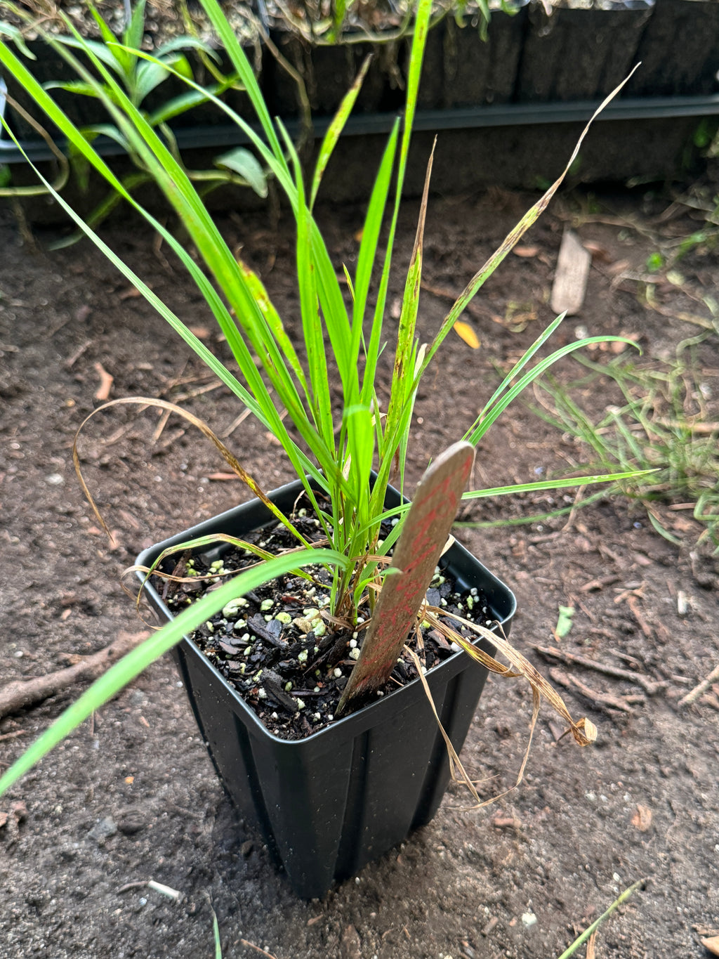 Fringed Brome (Bromus Ciliatus)