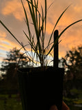 Fringed Brome (Bromus Ciliatus)
