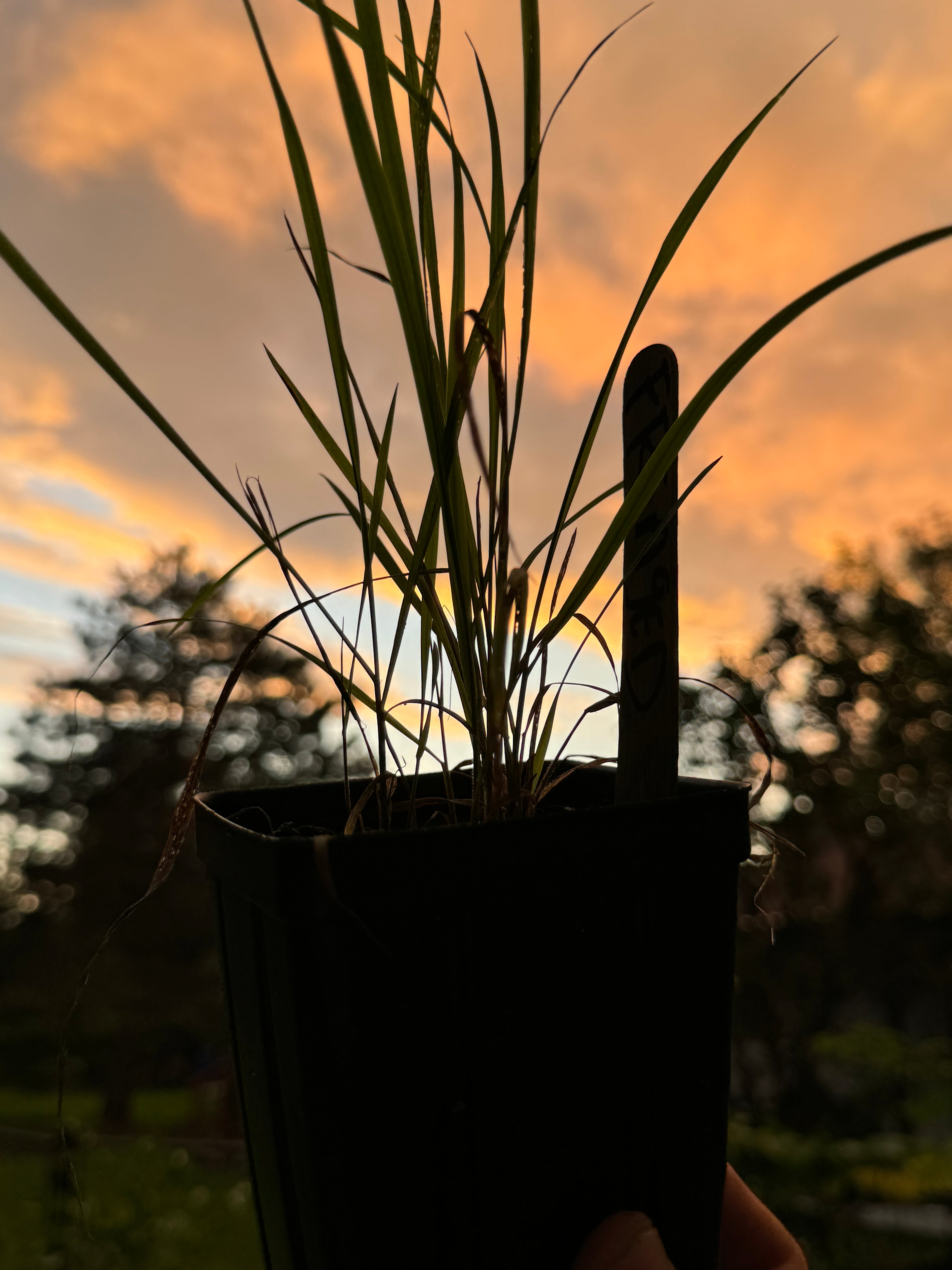 Fringed Brome (Bromus Ciliatus)