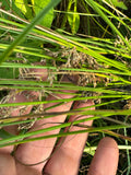 Soft Rush (Juncus Effusus)