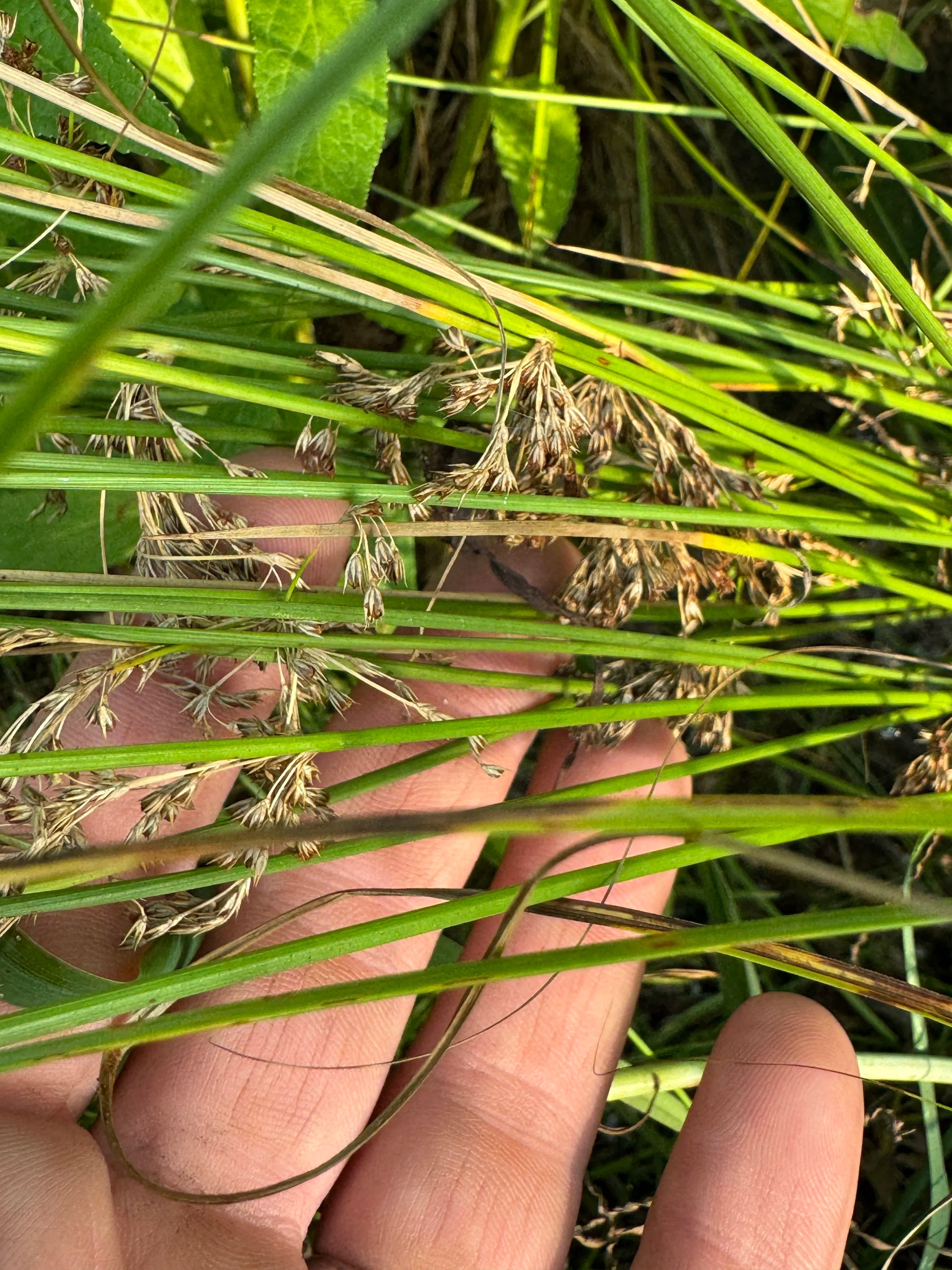 Soft Rush (Juncus Effusus)