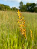 Yellow Prairie Grass (Sorghastrum Nutans)