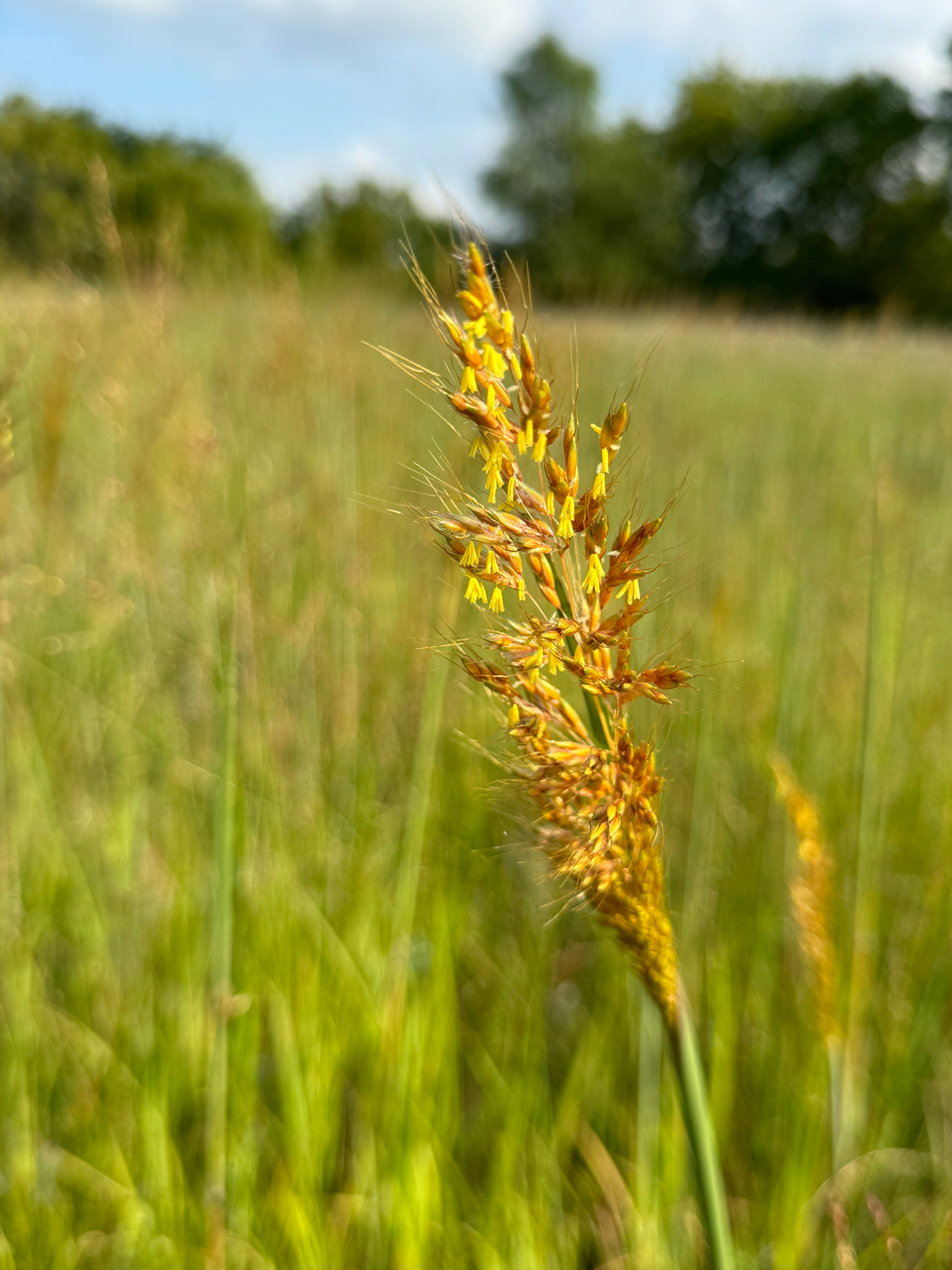 Yellow Prairie Grass (Sorghastrum Nutans)