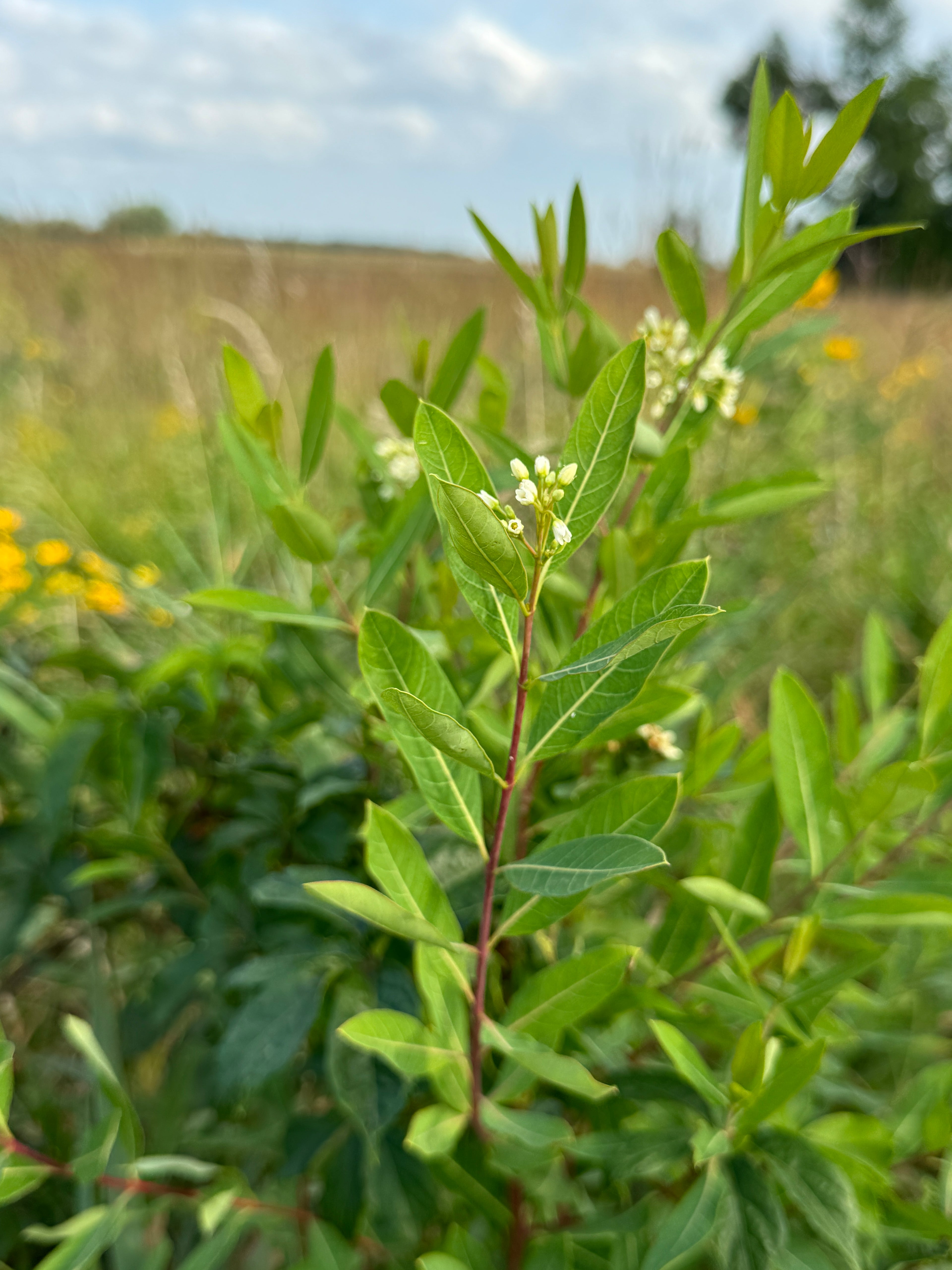Hemp Dogbane (Apocynum cannabinum)
