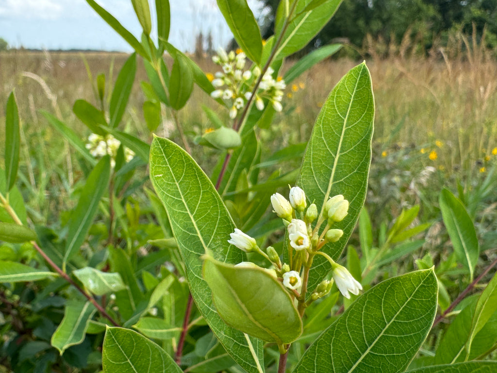 Hemp Dogbane (Apocynum cannabinum)