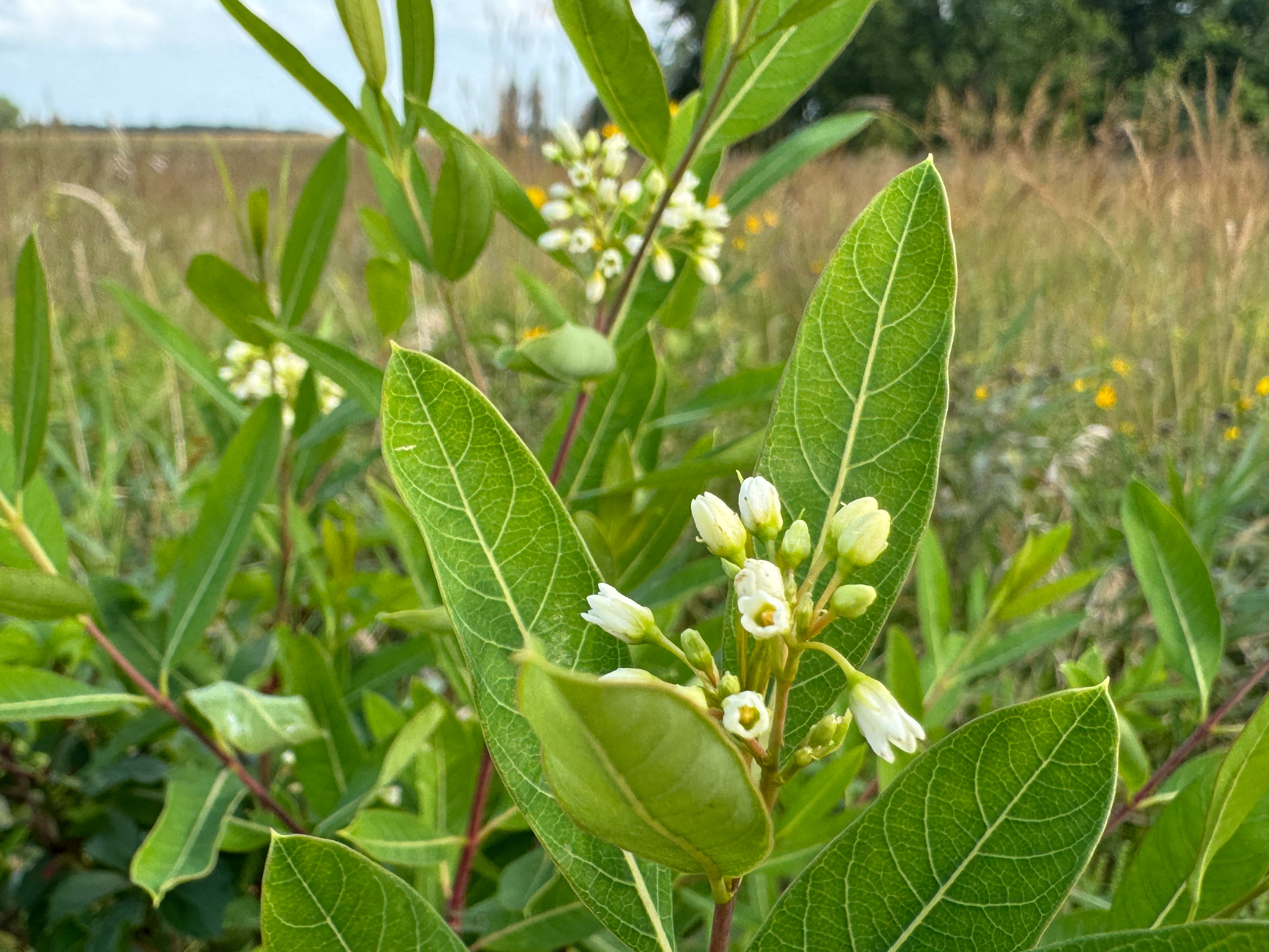 Hemp Dogbane (Apocynum cannabinum)