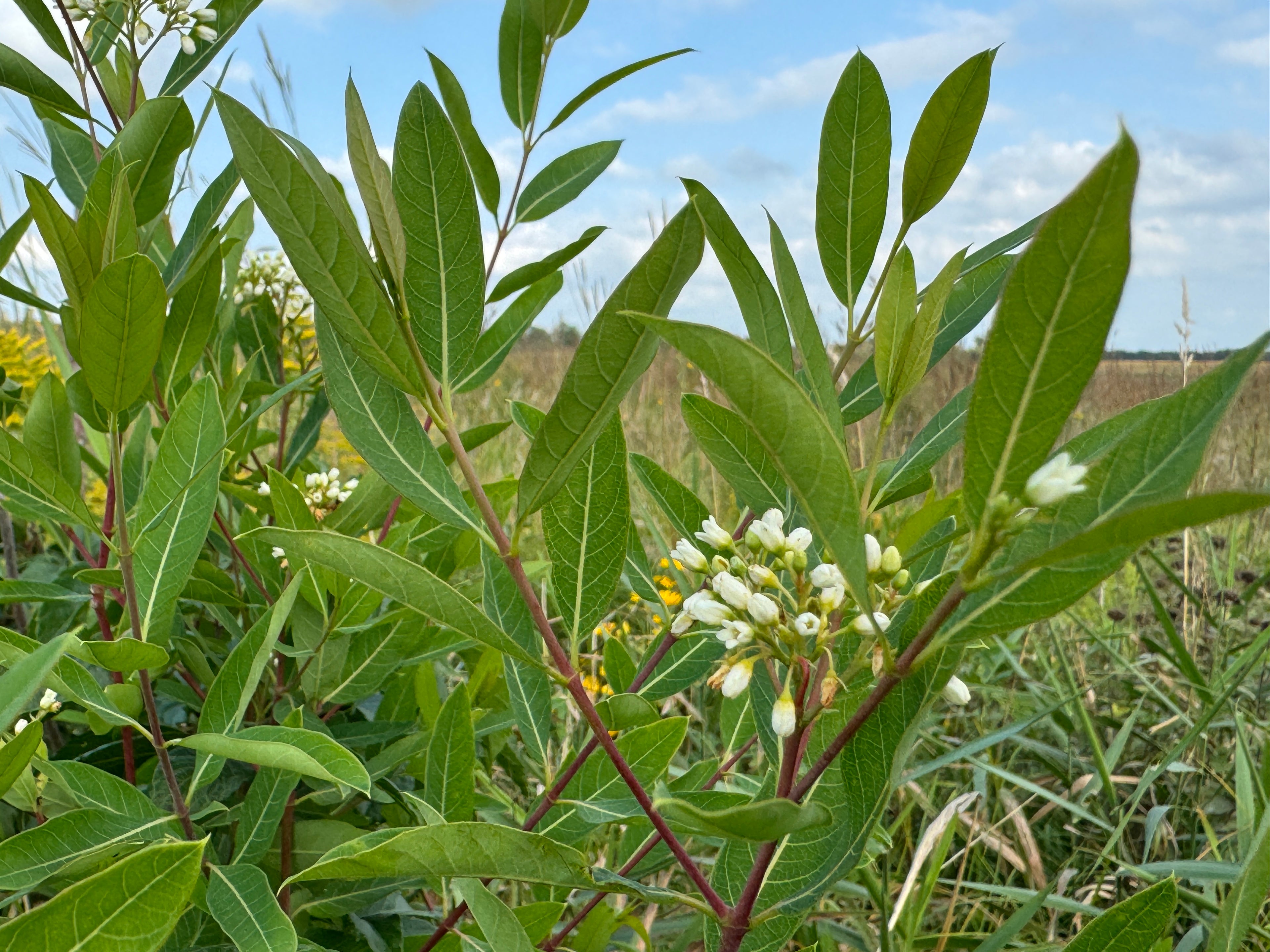 Hemp Dogbane (Apocynum cannabinum)