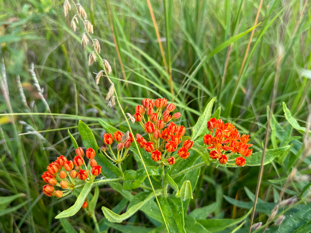 Butterfly Milkweed (Asclepias Tuberosa)