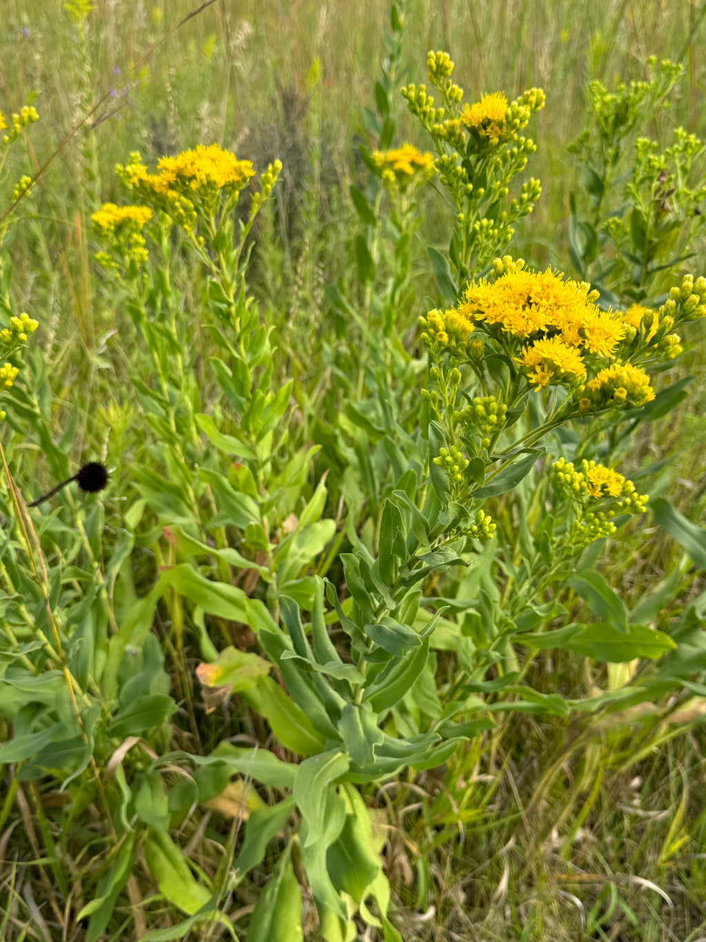 Stiff Goldenrod (Solidago Rigida)