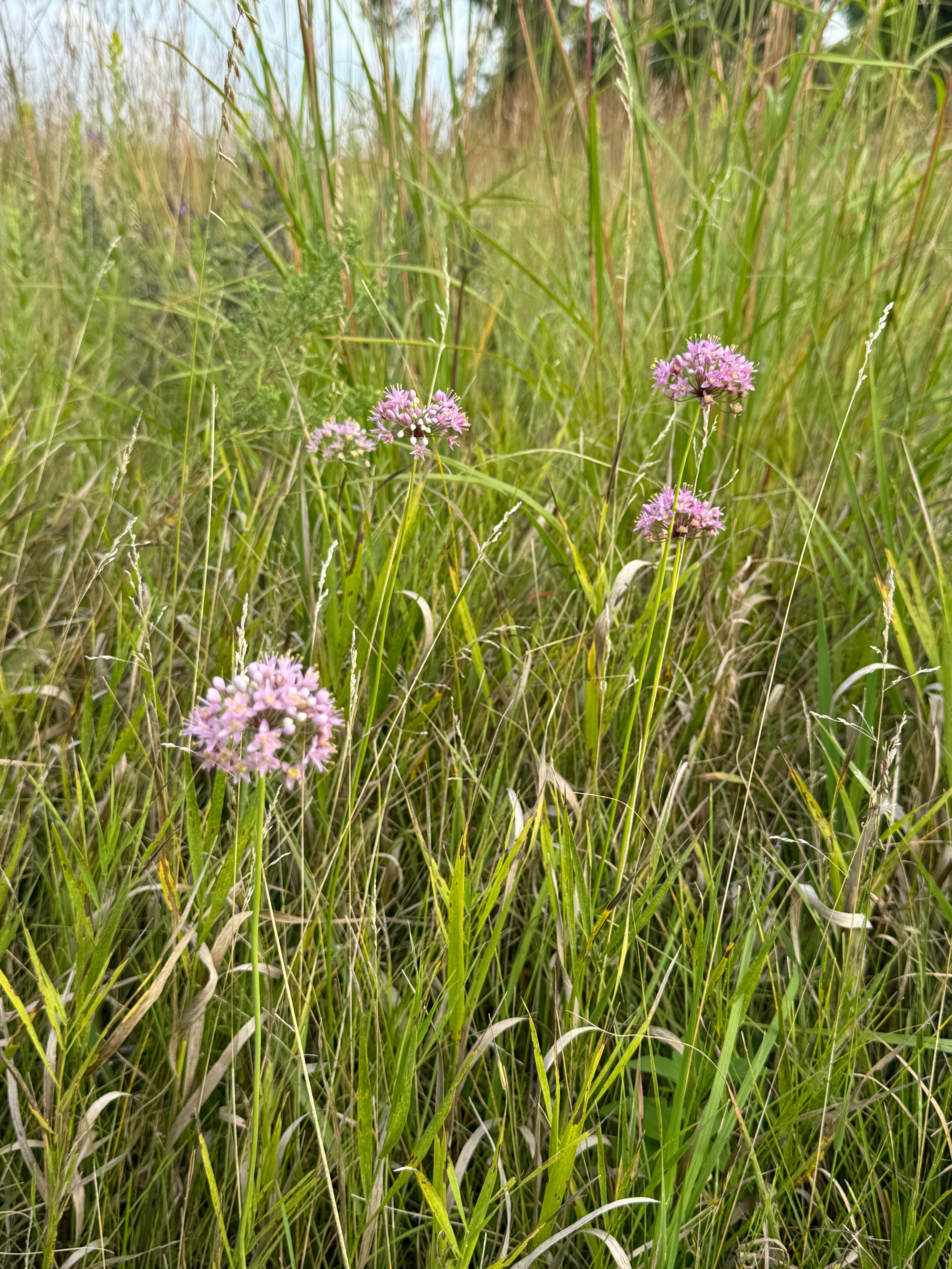 Prairie Onion (Allium stellatum)