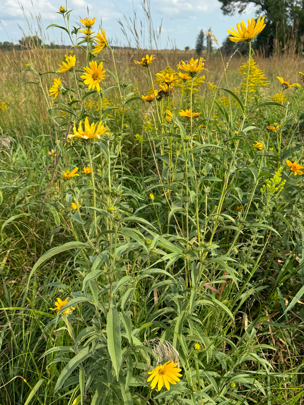 Maximilian Sunflower (Helianthus Maximiliani)