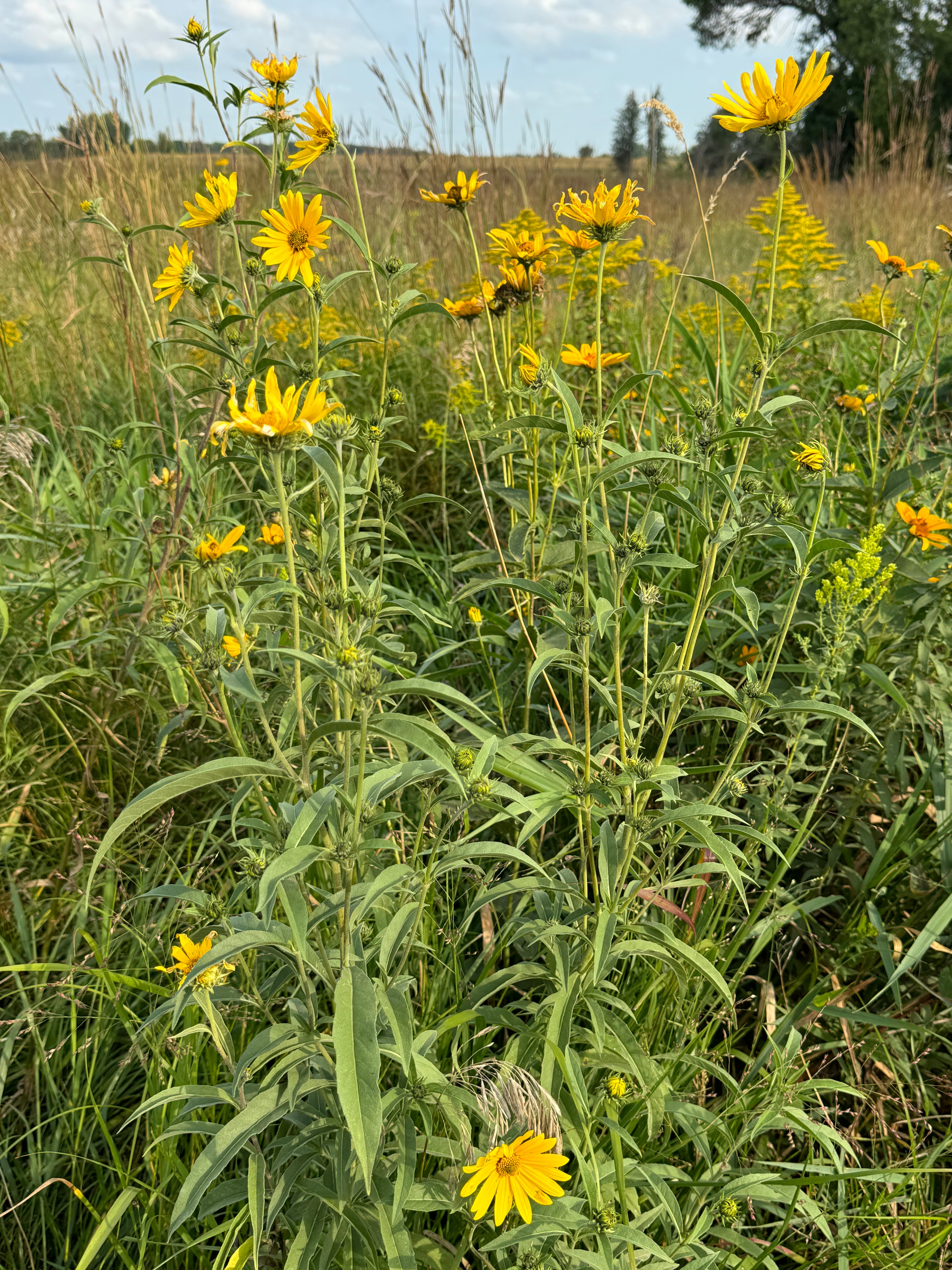 Maximilian Sunflower (Helianthus Maximiliani)