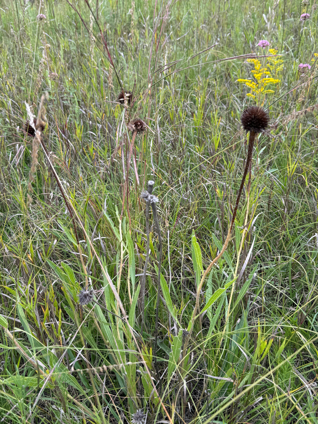 Narrow-leaved Purple Coneflower (Echinacea Angustifolia)