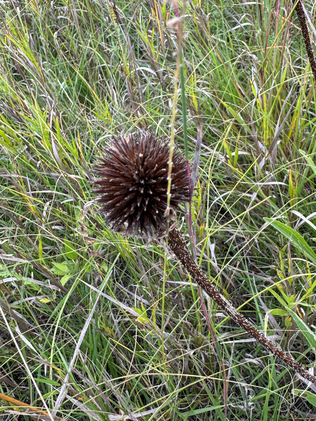 Narrow-leaved Purple Coneflower (Echinacea Angustifolia)
