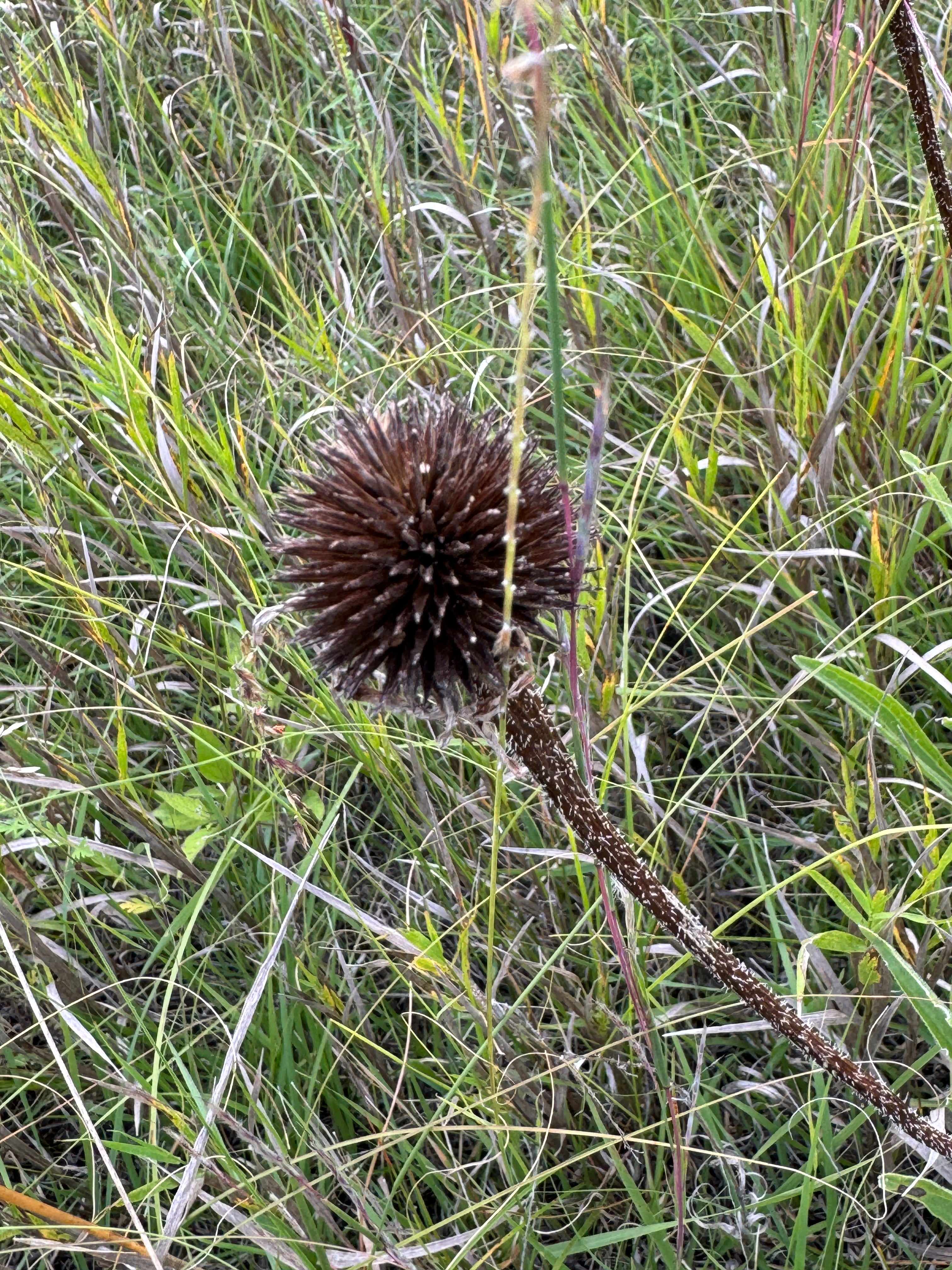 Narrow-leaved Purple Coneflower (Echinacea Angustifolia)