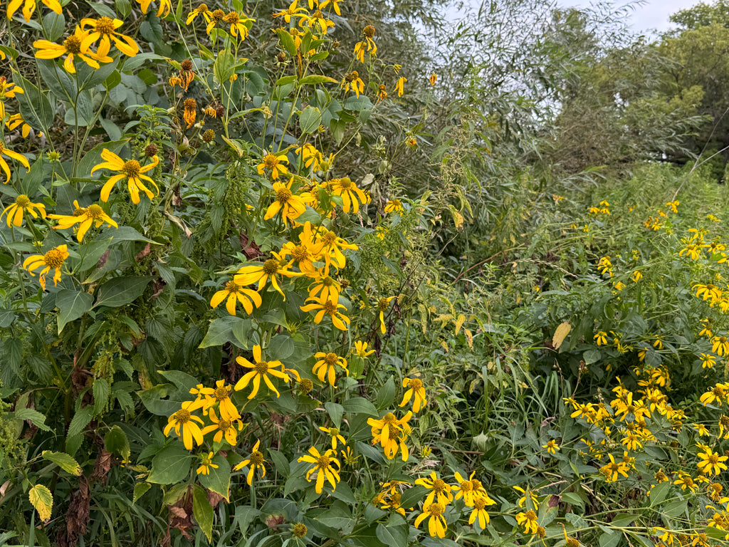 Cutleaf Coneflower (Rudbeckia Laciniata)
