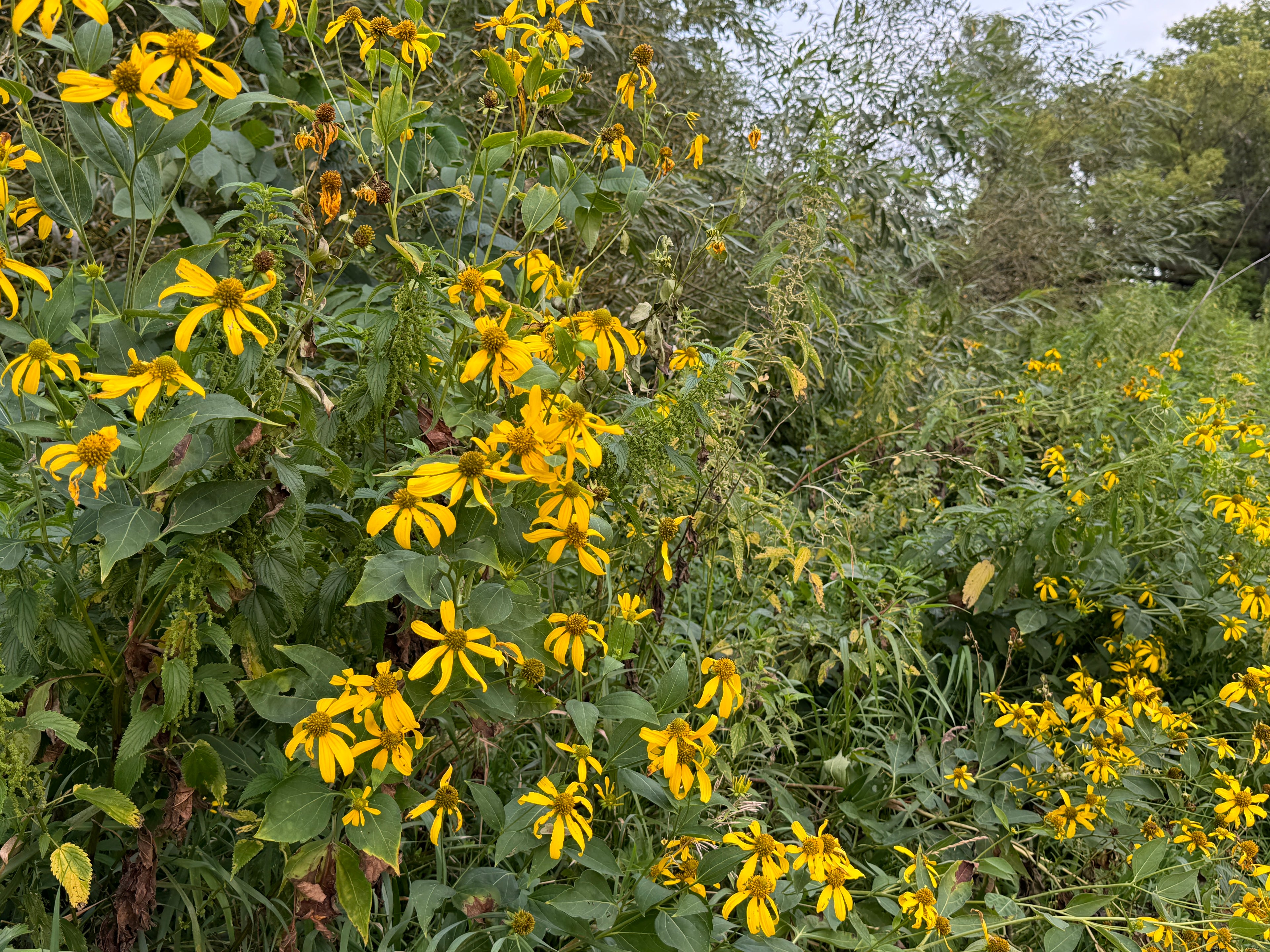 Cutleaf Coneflower (Rudbeckia Laciniata)