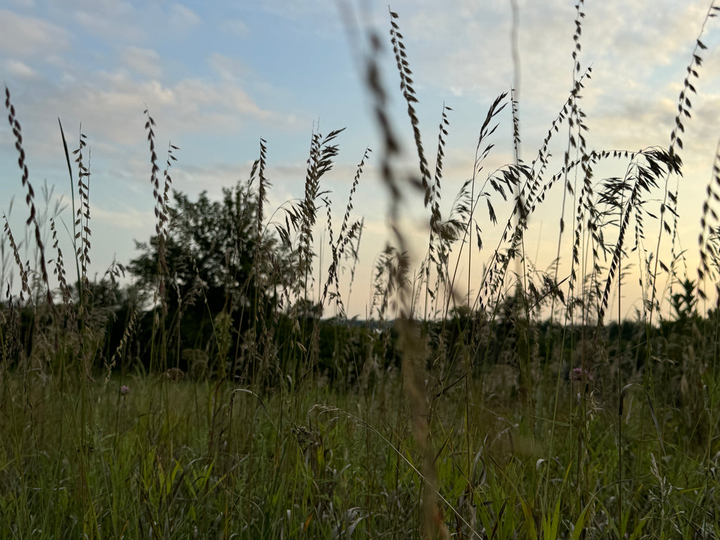 Side-Oats Grama (Bouteloua Curtipendula)