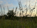 Side-Oats Grama (Bouteloua Curtipendula)