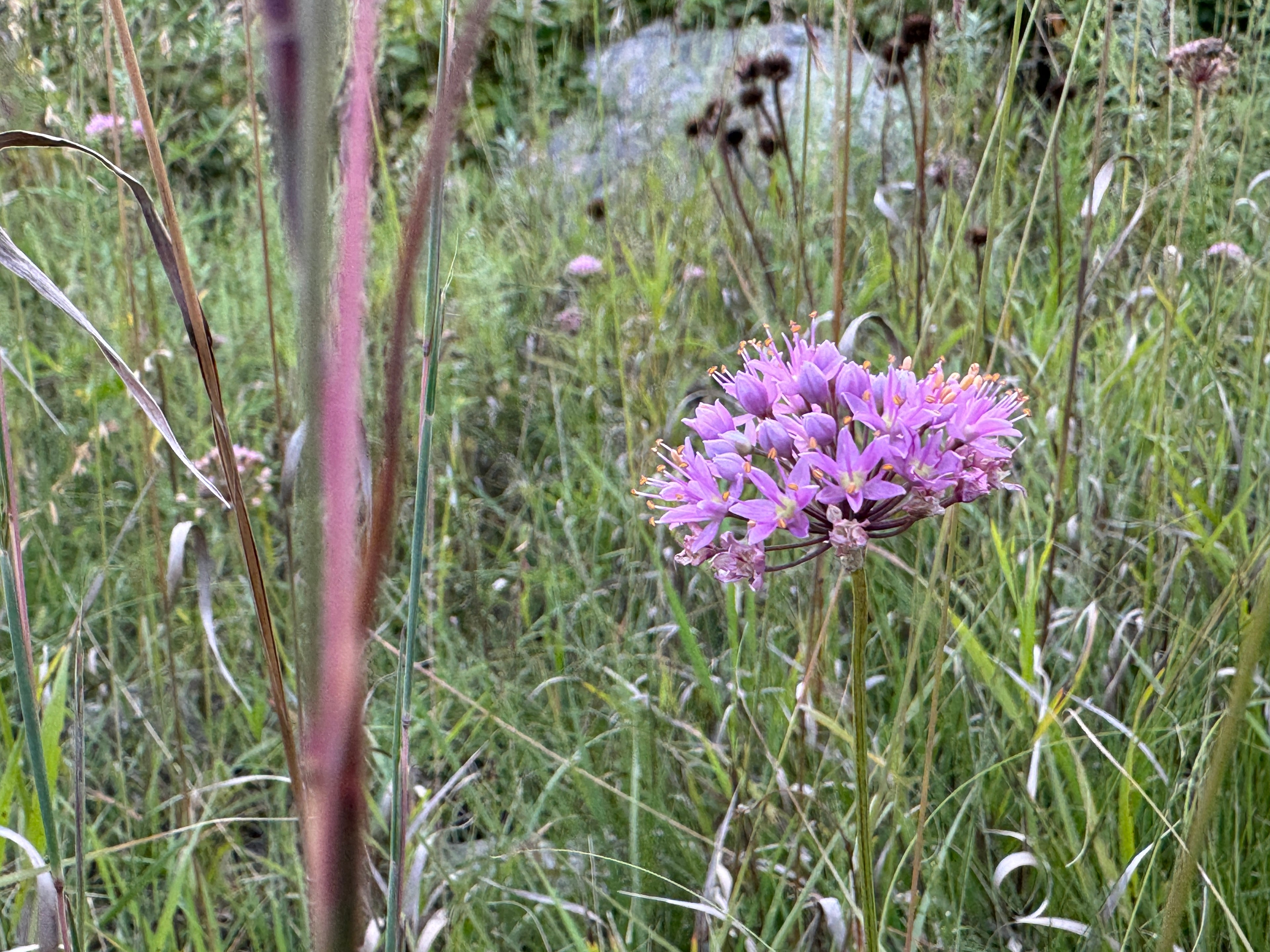 Prairie Onion (Allium stellatum)